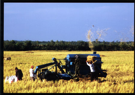 143 Moisson du riz