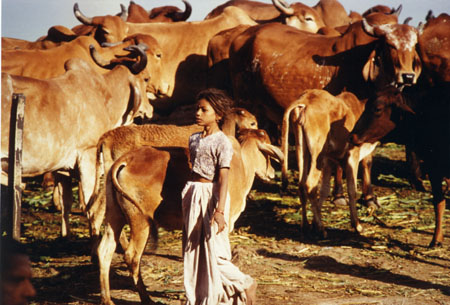 038 une gardienne de vaches