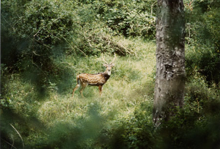 006 une surprise dans la jungle