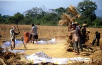 0033 Battage du riz
